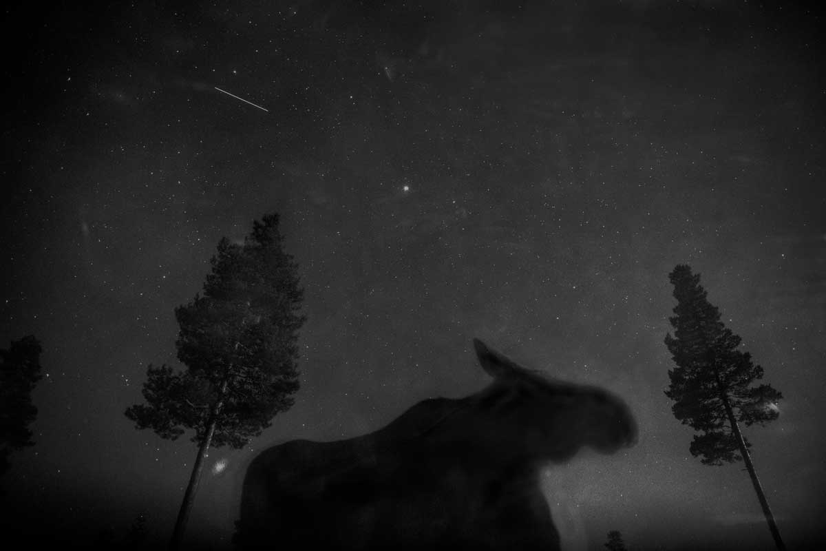 Silhouette of a moose against starry night sky