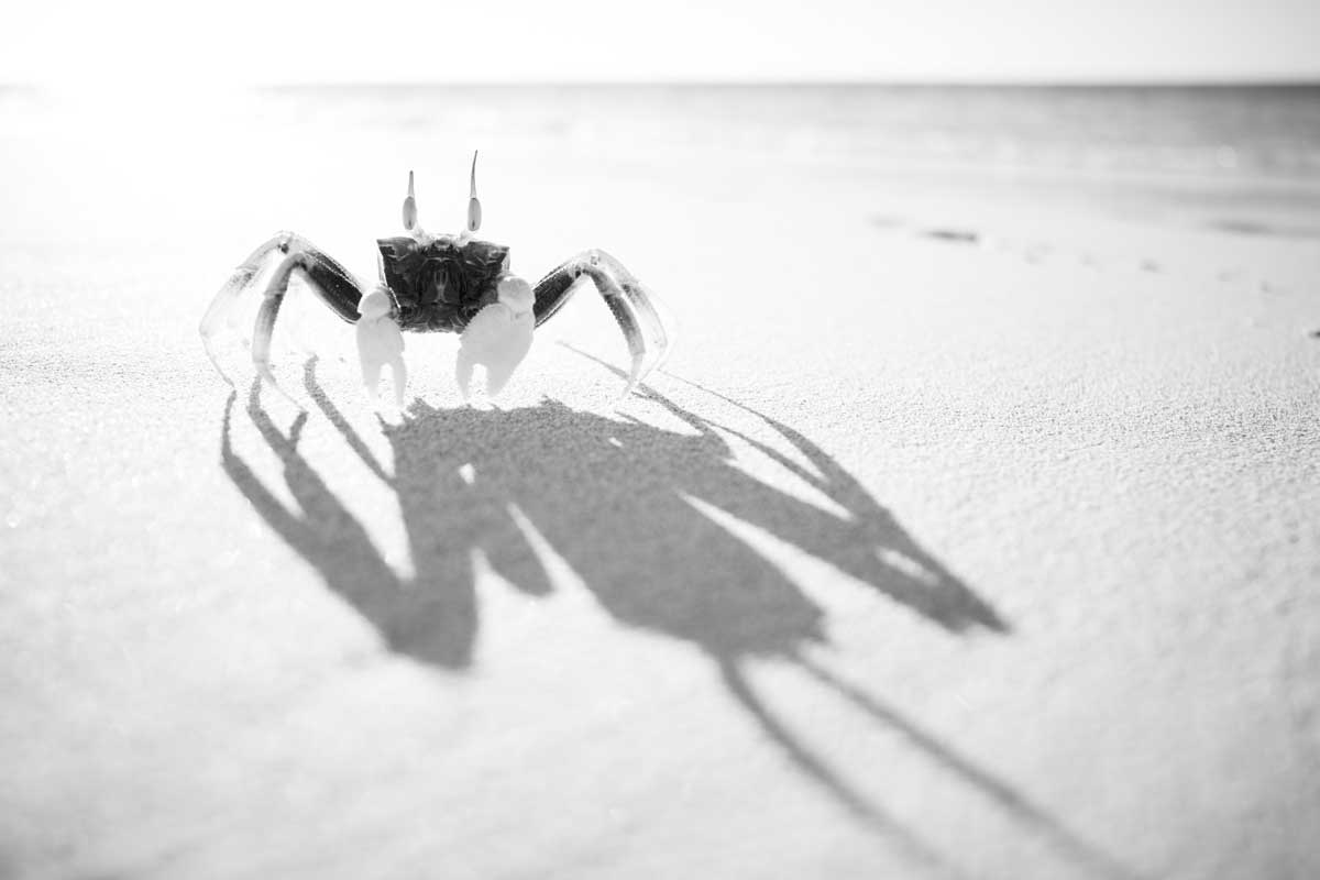 Crab and its shadow on a white sandy beach