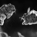 Two rabbits jumping in the air