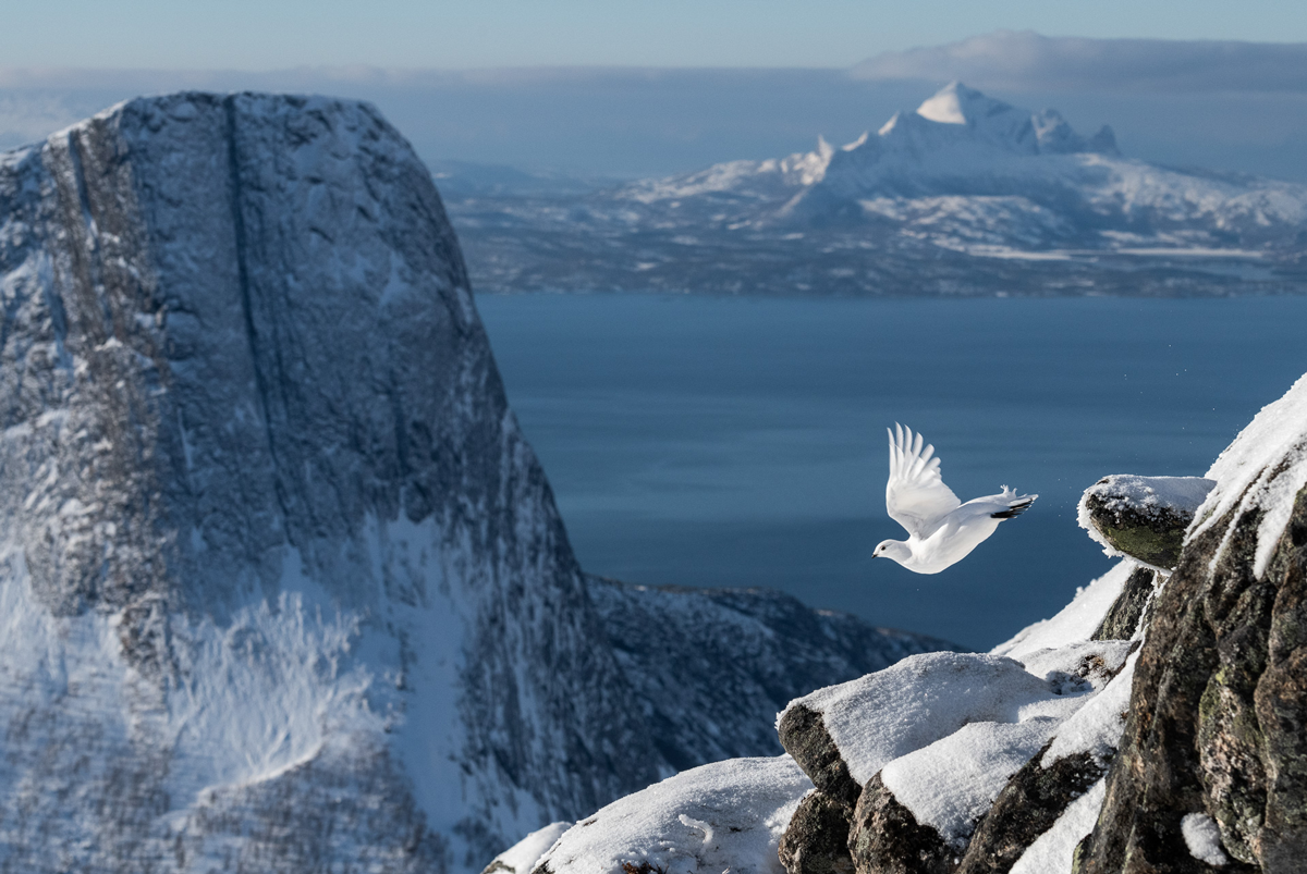 BPOTY-overall-winner-2022-Rock Ptarmigan Lagopus muta. Tysfjord, Norway.