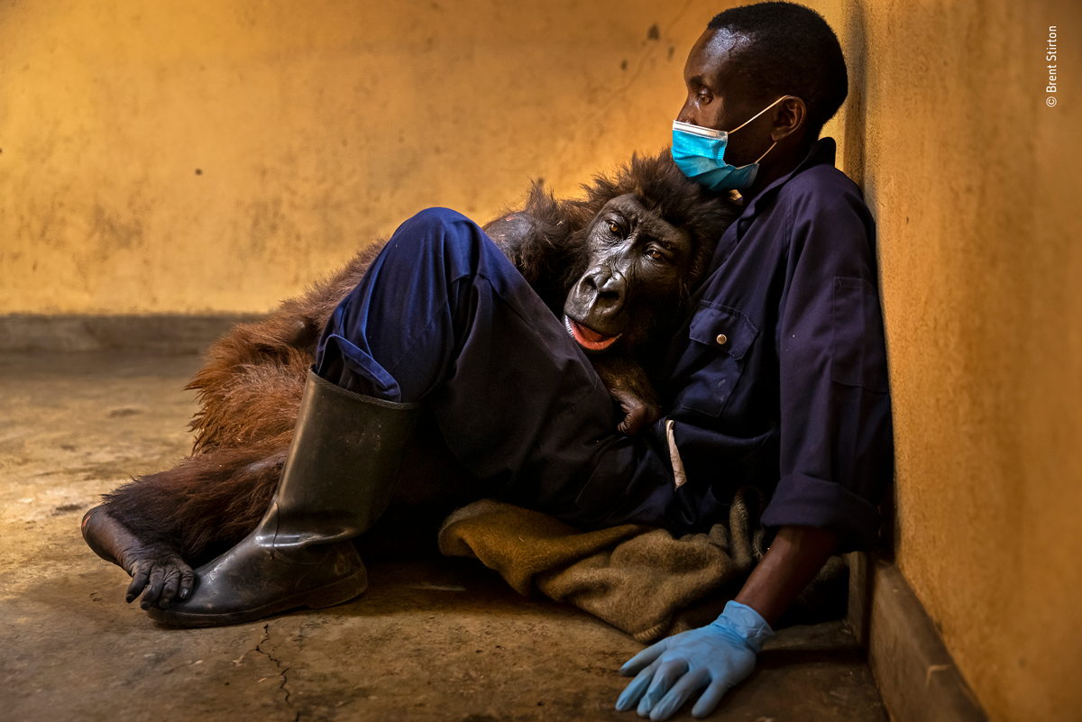 Ndakasi mountain gorilla lying in arms of rescuer and caregiver