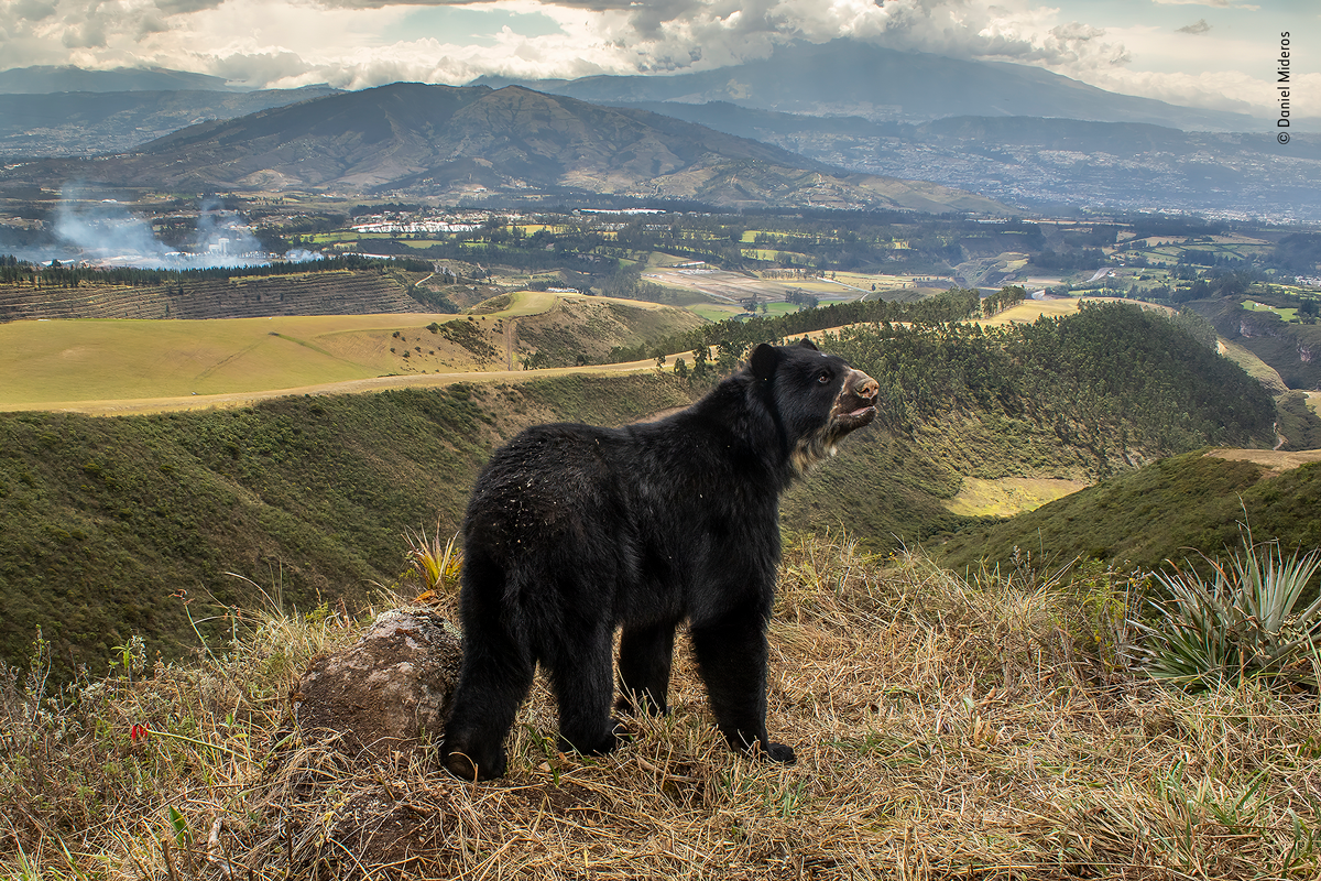 Brown bear Western Venezuela disappearing habitat
