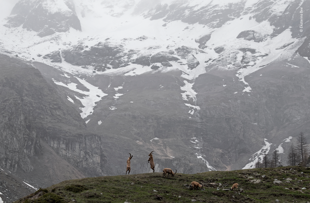 Two Alpine ibex spar for supremacy on mountain top