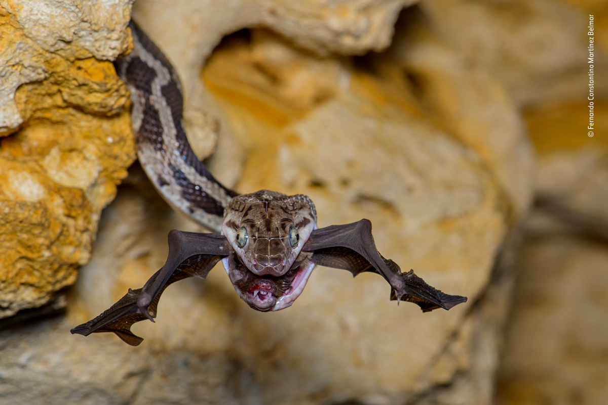 Yucatan rat snake snaps up a bat
