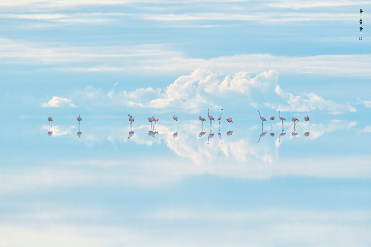 Preening group of Chilean flamingos blue and white landscape