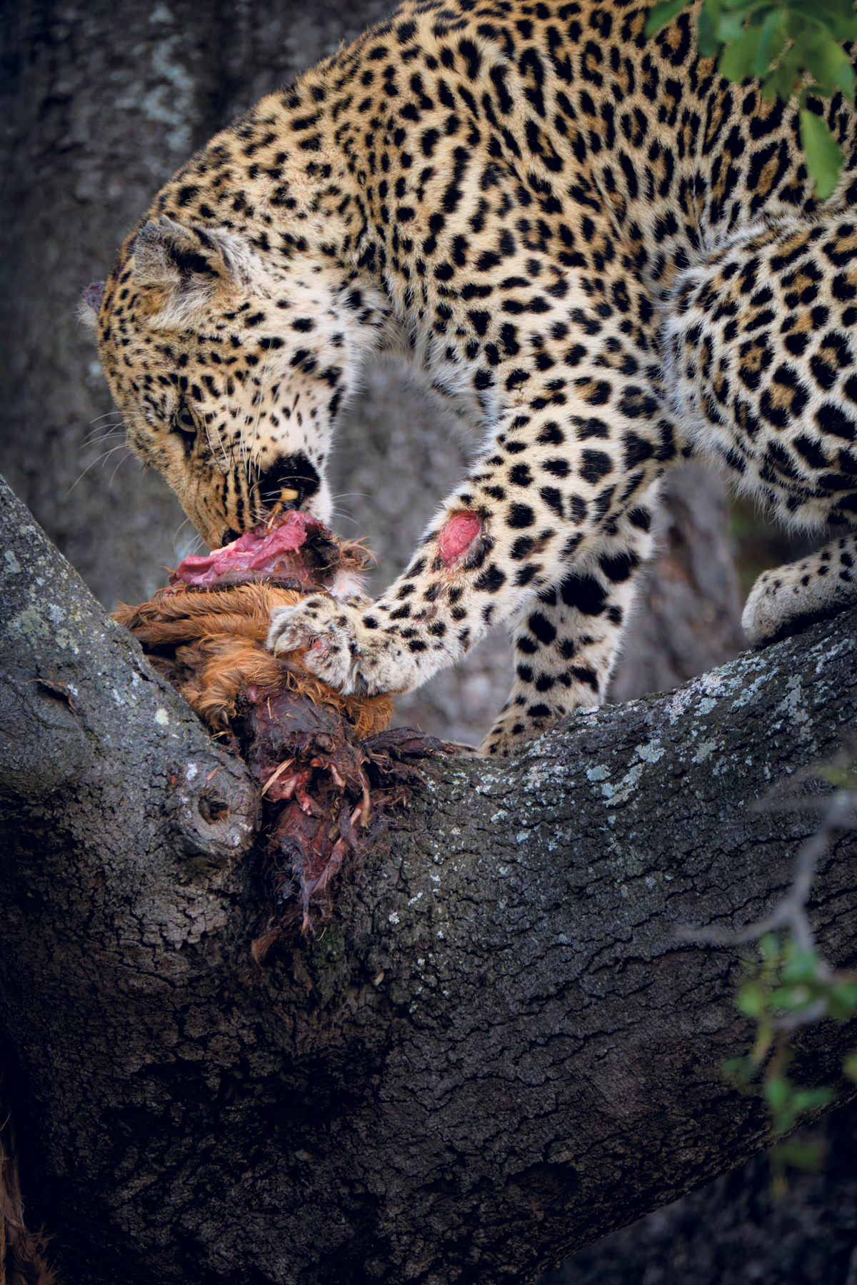 Alan-Hewitt-Leopard eating prey