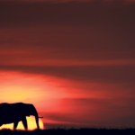 Header-Alan-Hewitt-Elephant silhouette in red orange African sunset