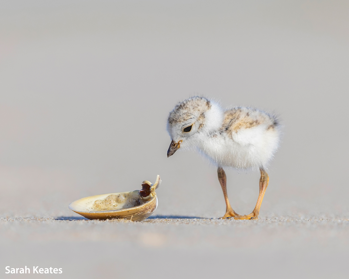 © SINWP Bird Photographer of the Year, Sarah Keates. A piping plover chick inspects a shell on the beach