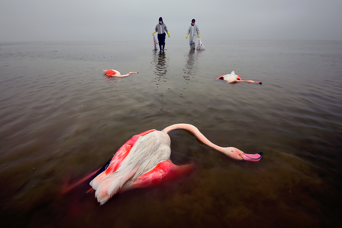 Environmental Photographer of the Year: The Bitter Death of Birds, Mehdi Mohebi Pour, 2021. Flamingos lead dead in Iran following contaminated water