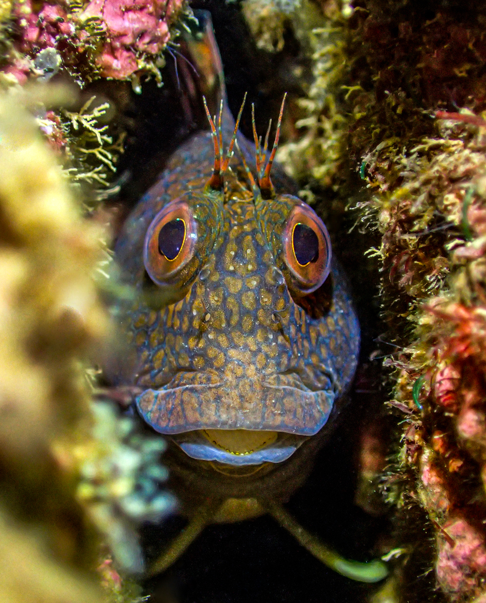 British Waters Compact Winner, 'Crack rock blenny' © Tony Reed/UPY2023