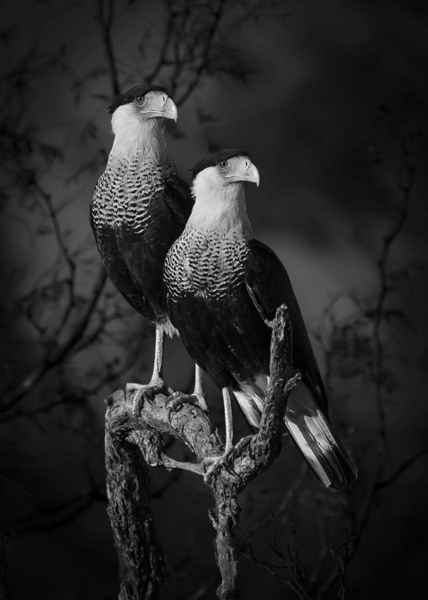 Mighty Pair, a black-and-white portrait taken during a trip in South Texas, featuring two crested caracara birds standing still and looking out beyond the camera in the same direction, as if posing for the photographer. © Dinorah Graue Obscura, Mexico, Winner, Open Competition, Natural World & Wildlife, Sony World Photography Awards 2023