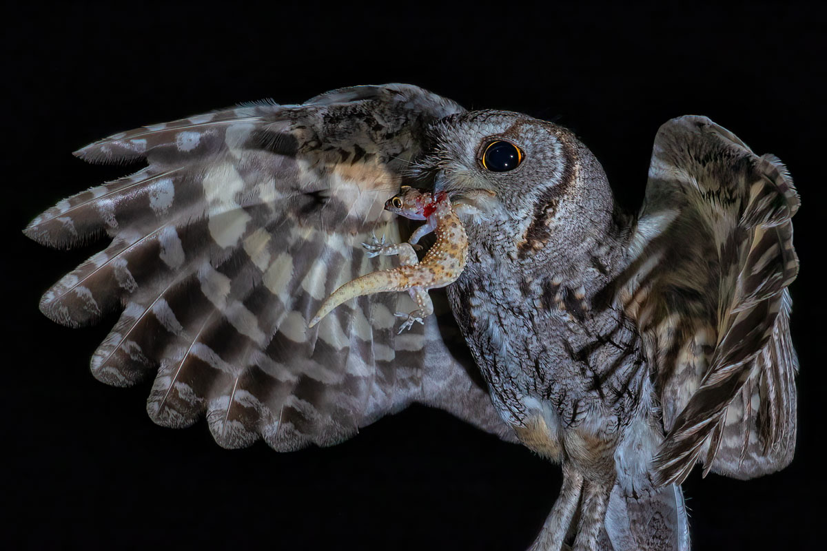 Wildlife biologist Bruce Taubert was studying the eating habits of Arizona’s small desert owls when he got lucky: he found a rare screech owl next. For several nights, he photographed the owls carrying food back to their chicks using an infrared trip beam that triggers a high-speed flash. © Bruce Taubert, Pictures of the Year 2022