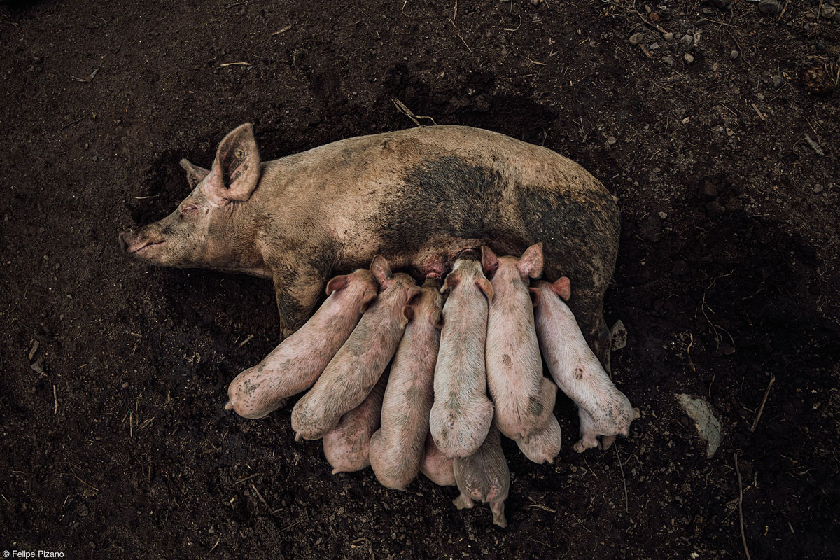 Food in the Field: Felipe Pizano, Dinner is Ready / Pink Lady® Food Photographer of the Year 2023