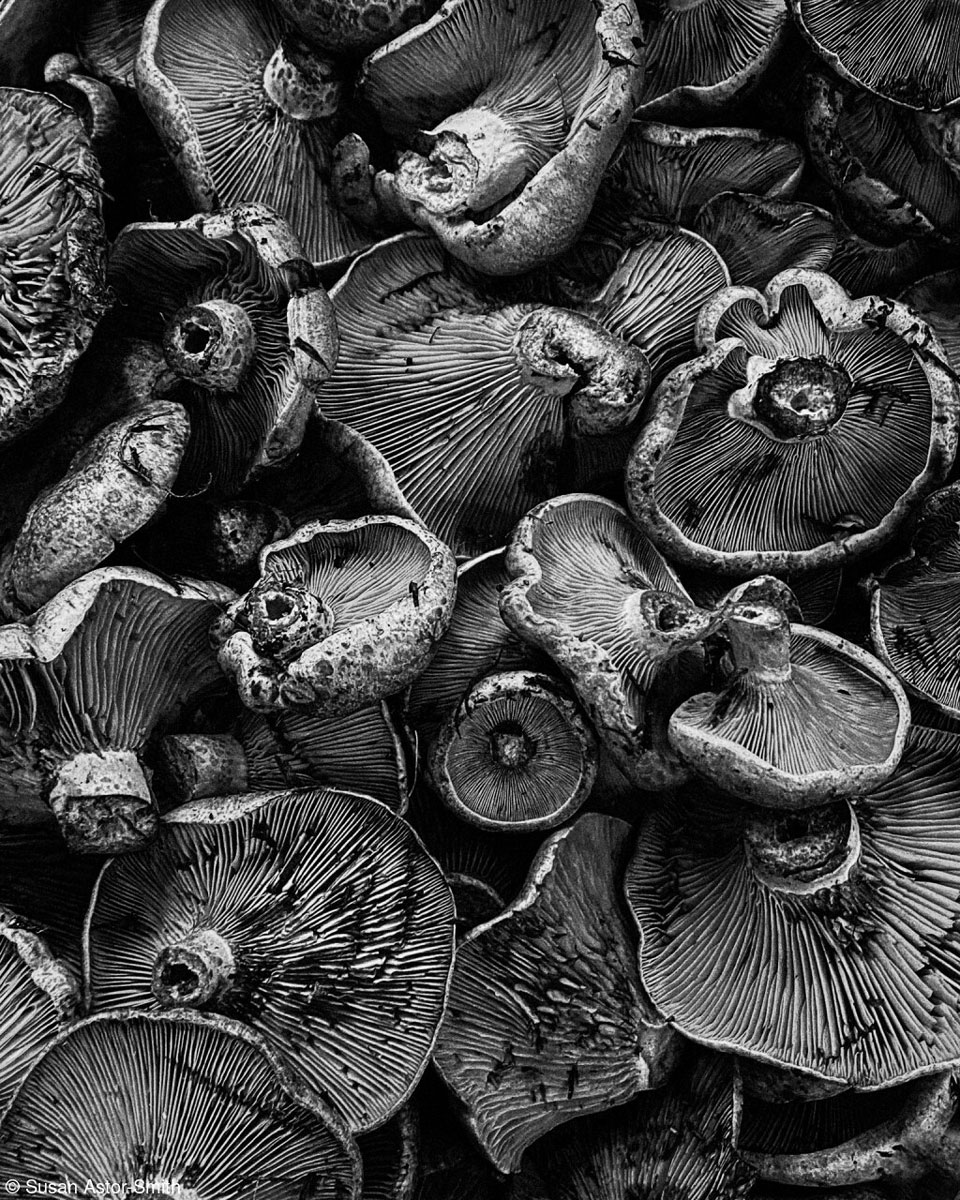 Cream of the Crop: Susan Astor-Smith, Mushrooms in Seville Market / Pink Lady® Food Photographer of the Year 2023
