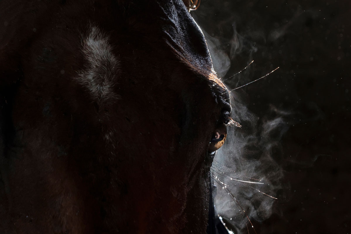 ‘Eye of the Horse, ©Mrs Evo, World Sports Photography Awards 2023