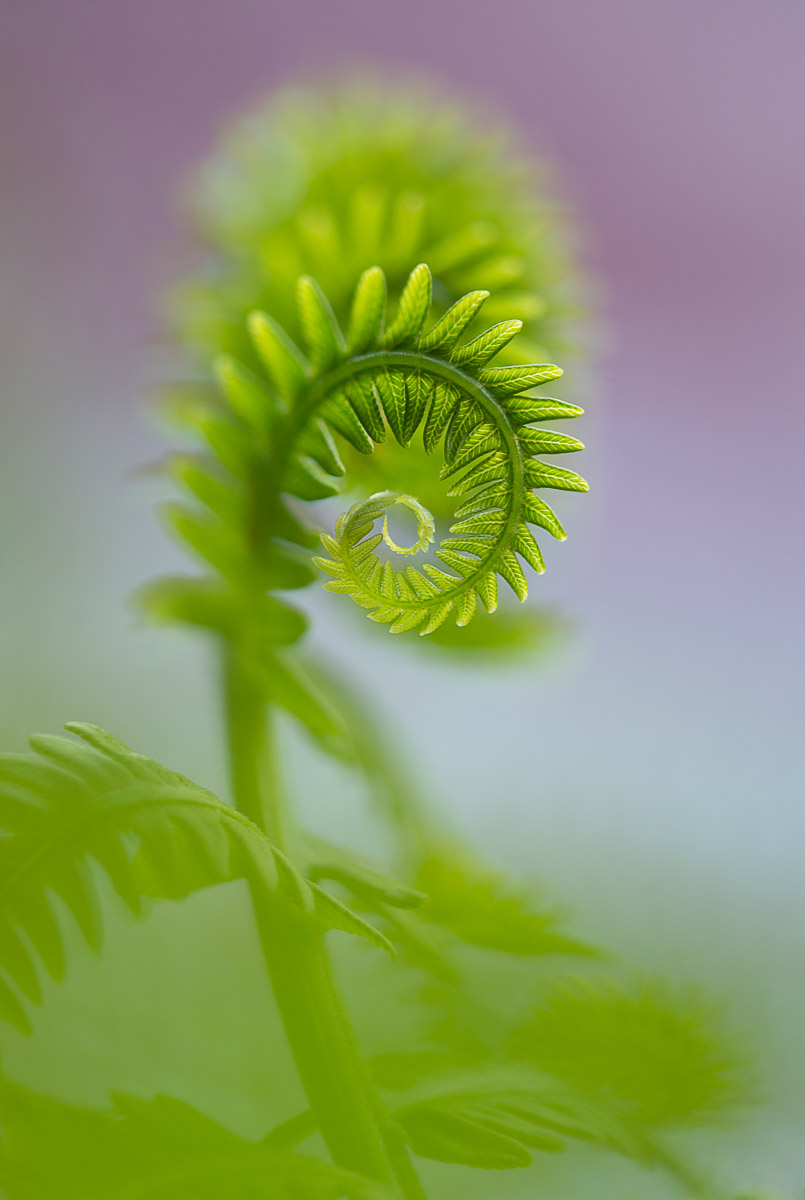 Spiral Fern Forms © Donald Bolak, Finalist, The Beauty of Plants, IGPOTY Competition 17.