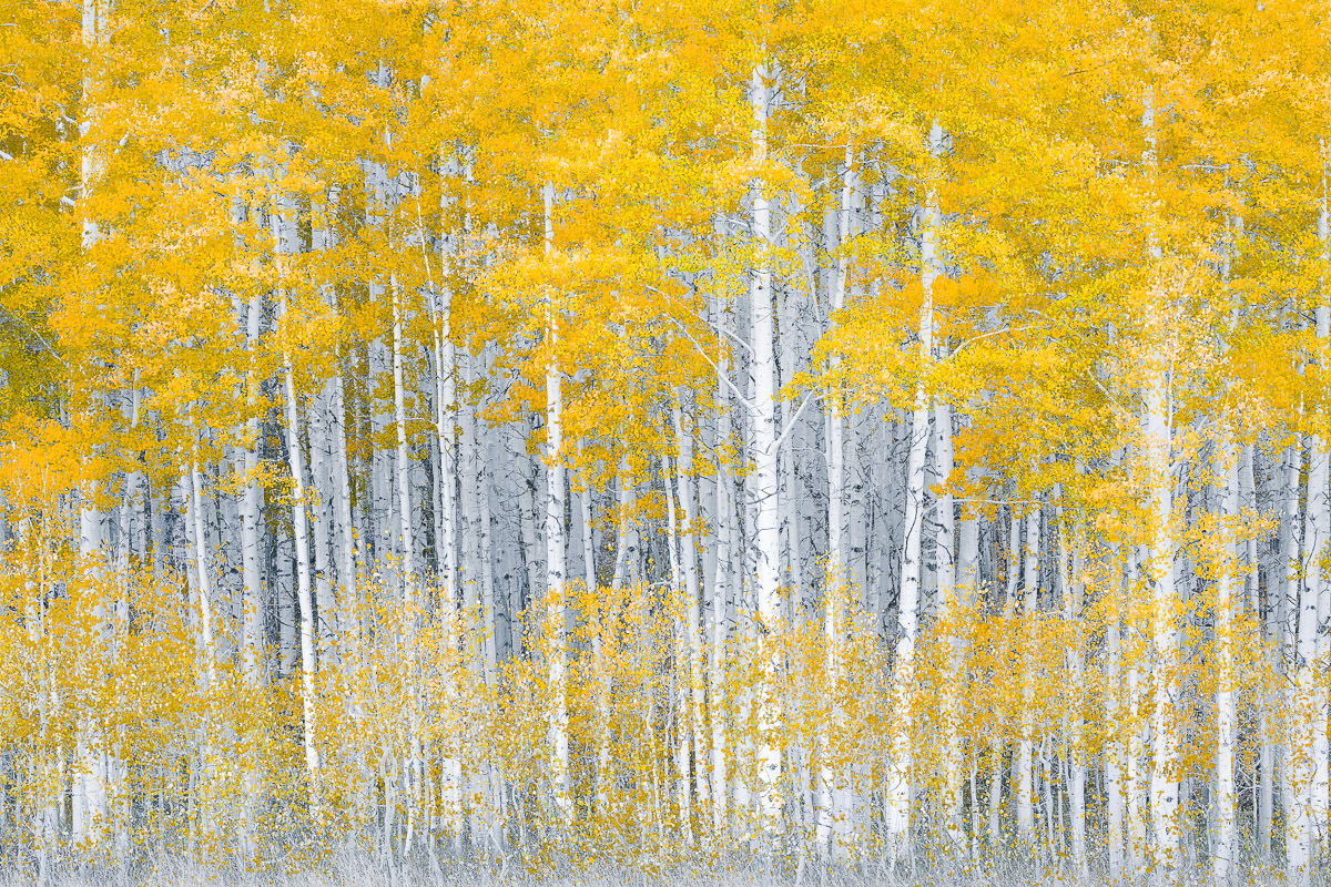 In a Forest of Gold © Honey J. Walker, 3rd Place, Trees, Woods & Forests, IGPOTY Competition 17.
