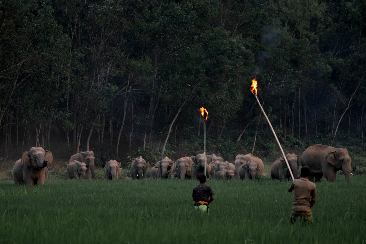 In a twilight-lit field, a herd of elephants is cautiously watched by two individuals holding flaming torches, creating a striking contrast between the natural majesty of the wildlife and the human presence in this serene yet tense standoff.