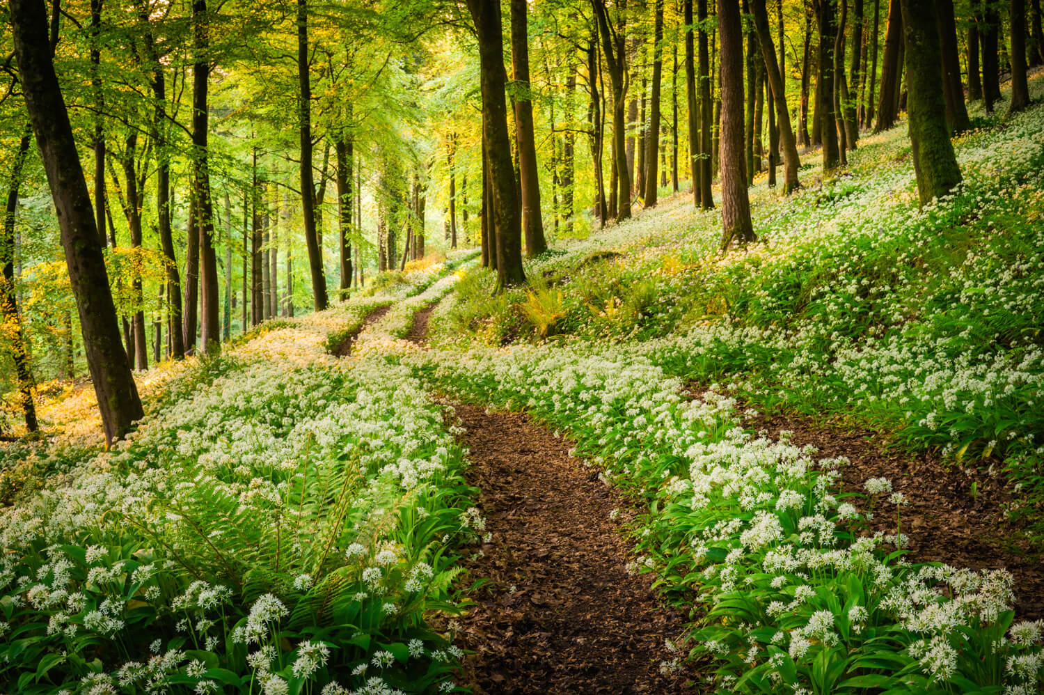 A winding forest path meanders through a lush woodland, carpeted with a profusion of white wild garlic flowers. Tall trees with fresh green leaves form a tranquil canopy, filtering sunlight that dapples the ground.
