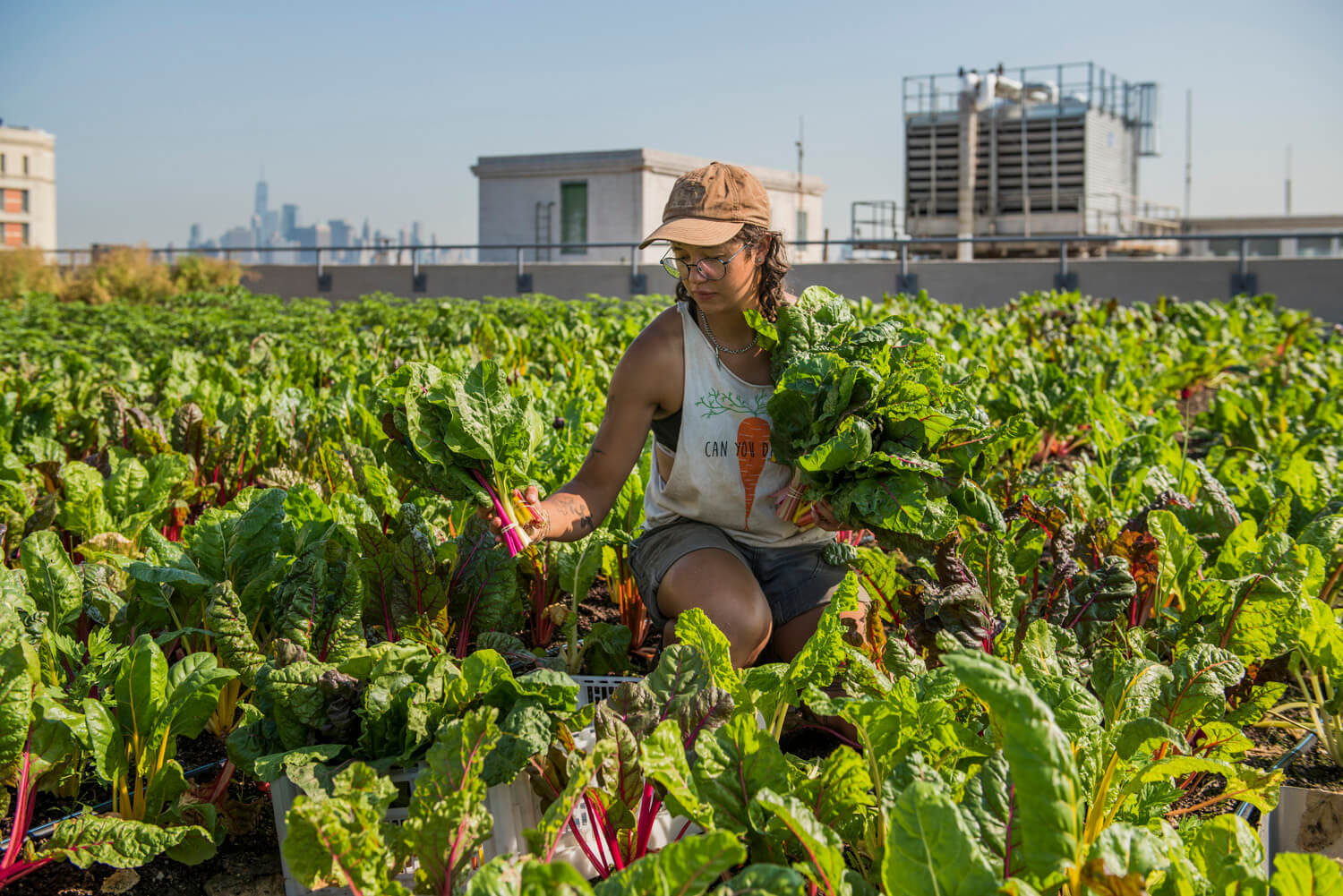 A woman in a tank top and cap kneels amidst a dense urban garden, harvesting chard. The city skyline looms in the background under a clear blue sky, contrasting nature with the urban environment.