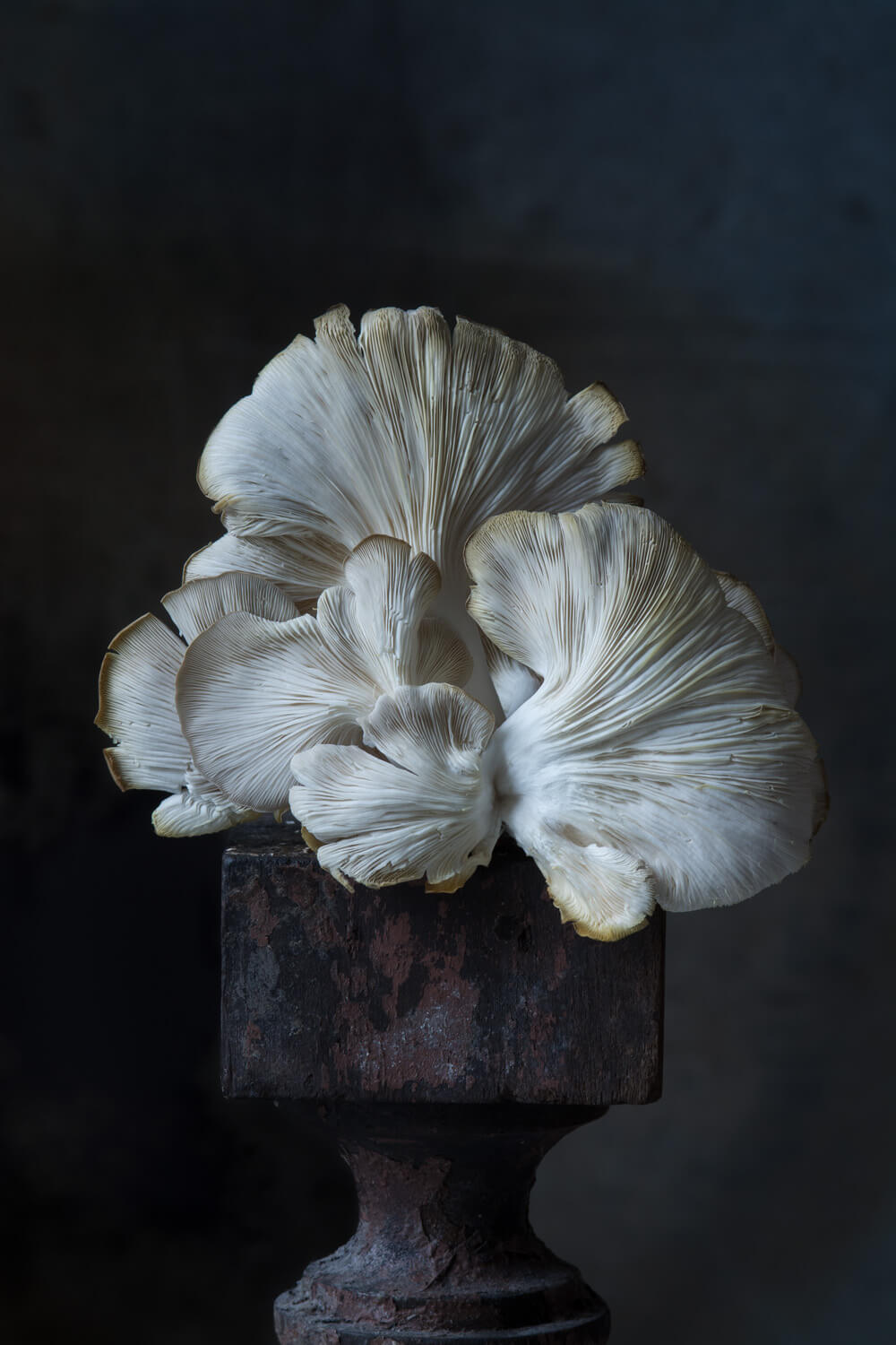 A cluster of delicate oyster mushrooms with gill-like structures and creamy tones stands artistically atop a rustic, dark iron pedestal, with a moody backdrop that accentuates the fungi's organic elegance and sculptural beauty.