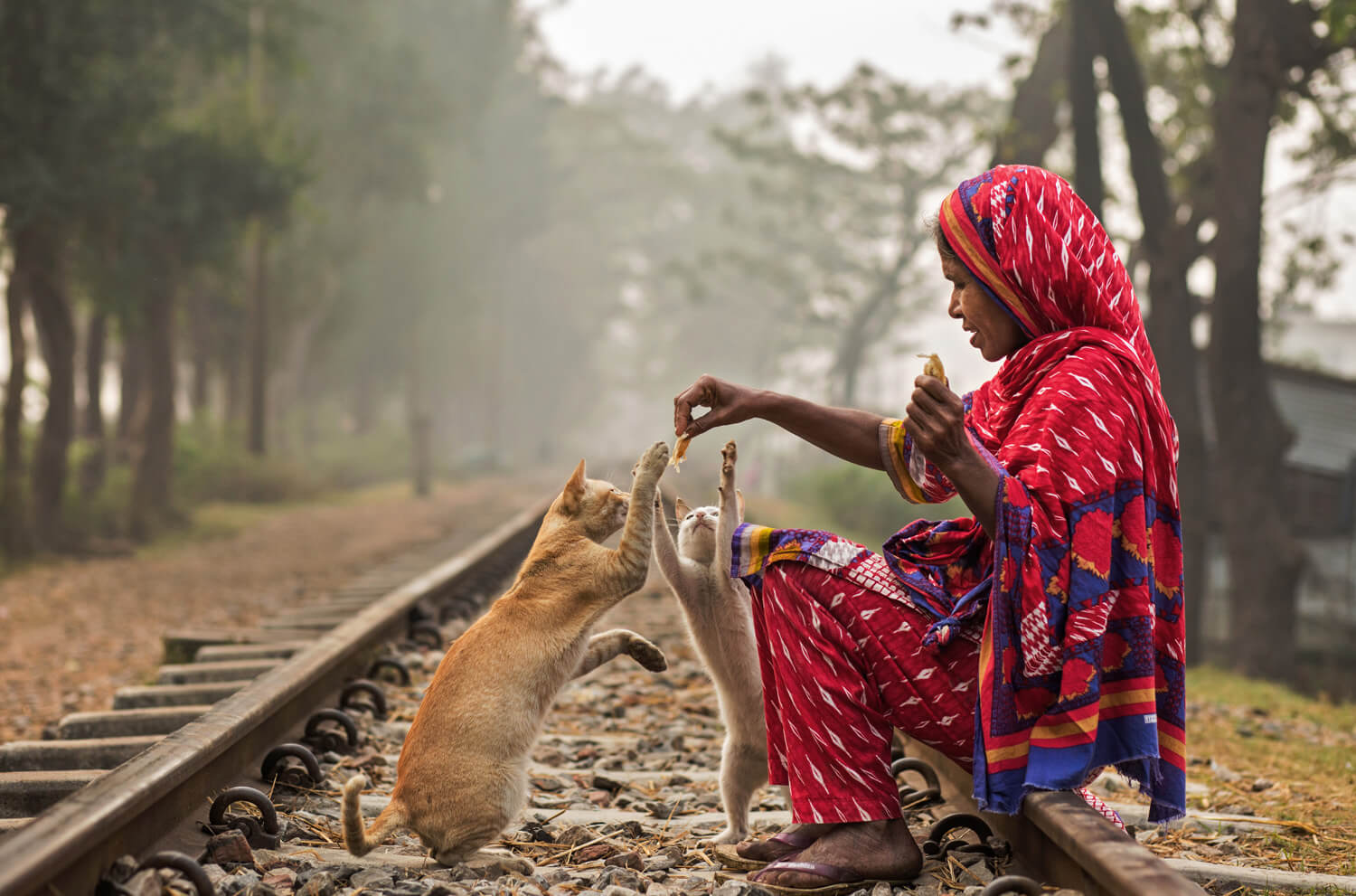 A woman in a vibrant red and blue sari sits on railway tracks as she shares food with two attentive cats amidst a hazy, tree-lined backdrop, creating a serene yet engaging scene of companionship.