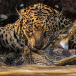 A striking photograph of a jaguar attacking a caiman crocodile on the river bank. The photographer followed along as the jaguar stalked her prey, and caught the precise moment she pounced.