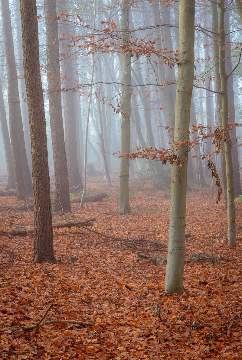 A serene forest scene in autumn with a foggy atmosphere. Various trees with thin trunks rise from a carpet of fallen orange leaves. The soft fog diffuses light, creating a tranquil and ethereal woodland setting.