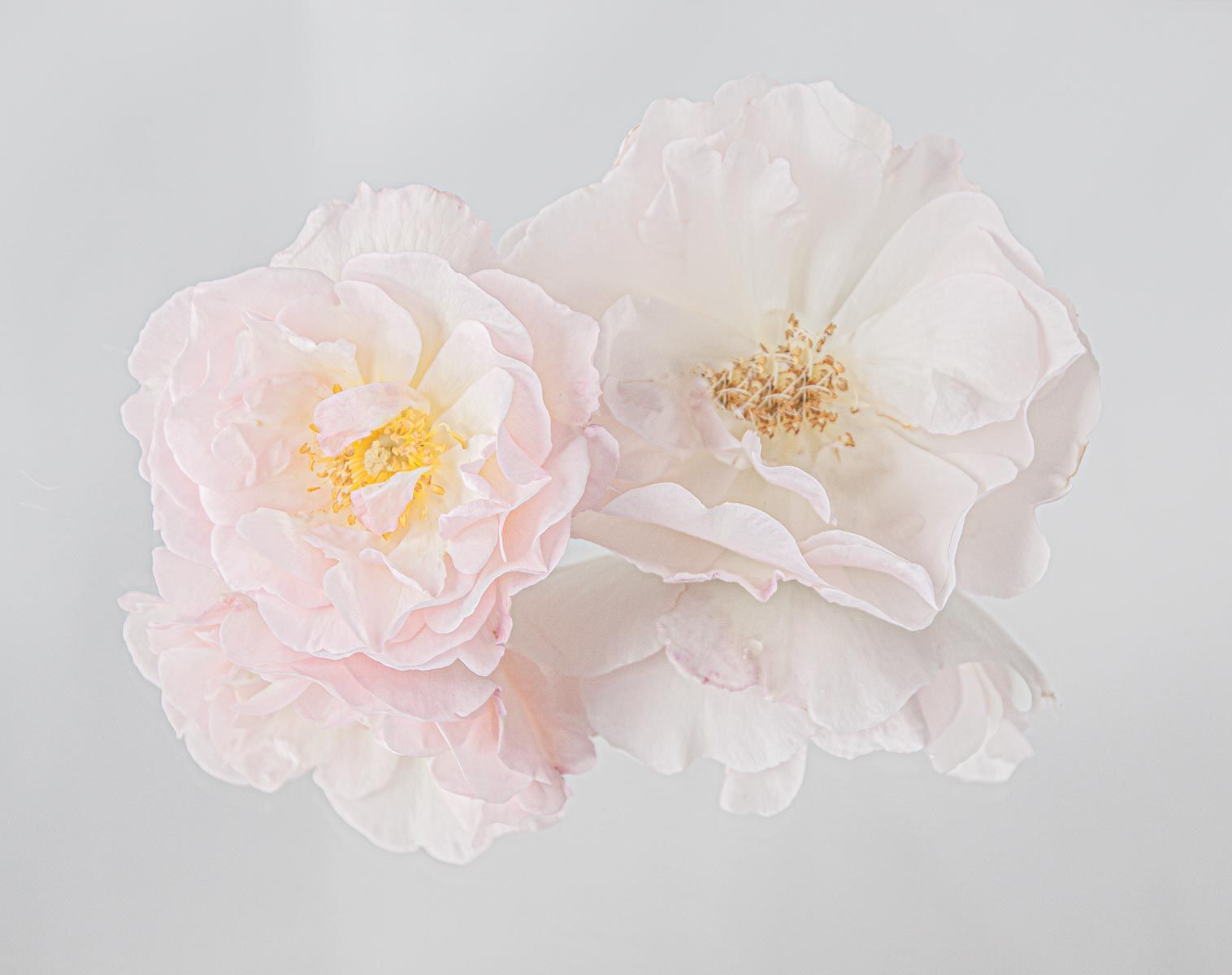 Two delicate pink roses with soft petals, one fully open and the other partially, are photographed against a white background, casting a subtle reflection below, illustrating a gentle and pure aesthetic.