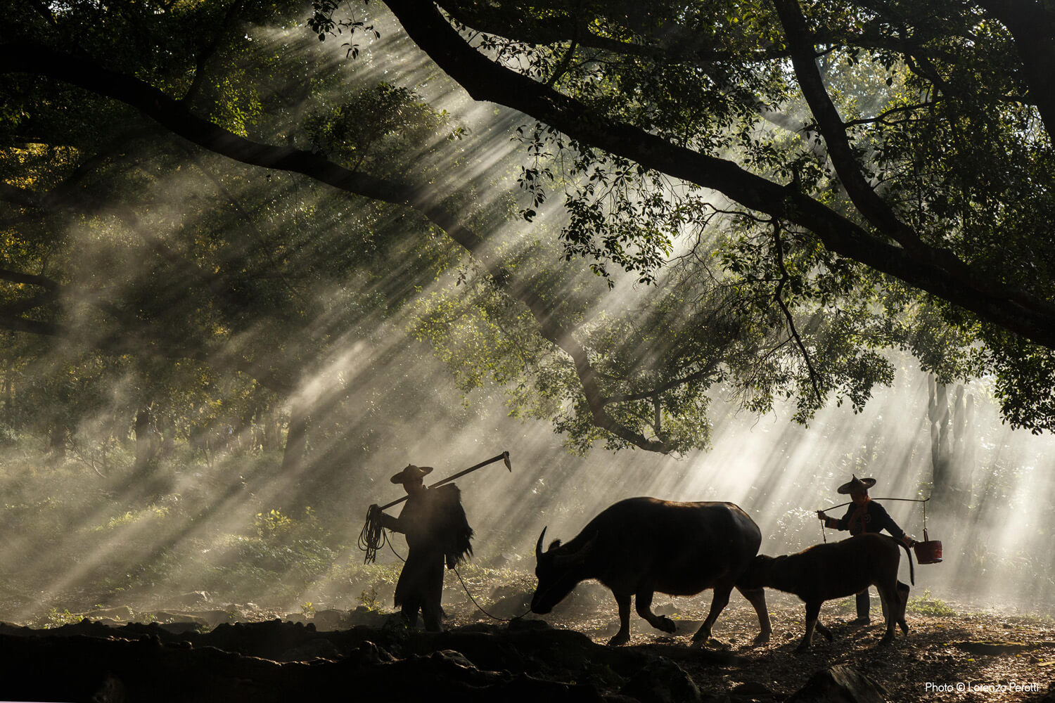 Shafts of sunlight stream through a canopy of large trees, illuminating the mist and two silhouetted figures, one leading an ox along a rustic path.