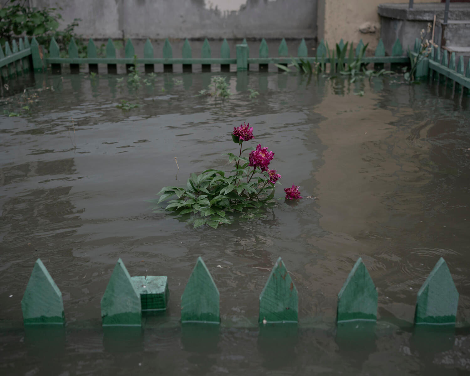 A flooded urban yard with pink flowers emerging from the water, a poignant scene highlighting the devastation of flooding