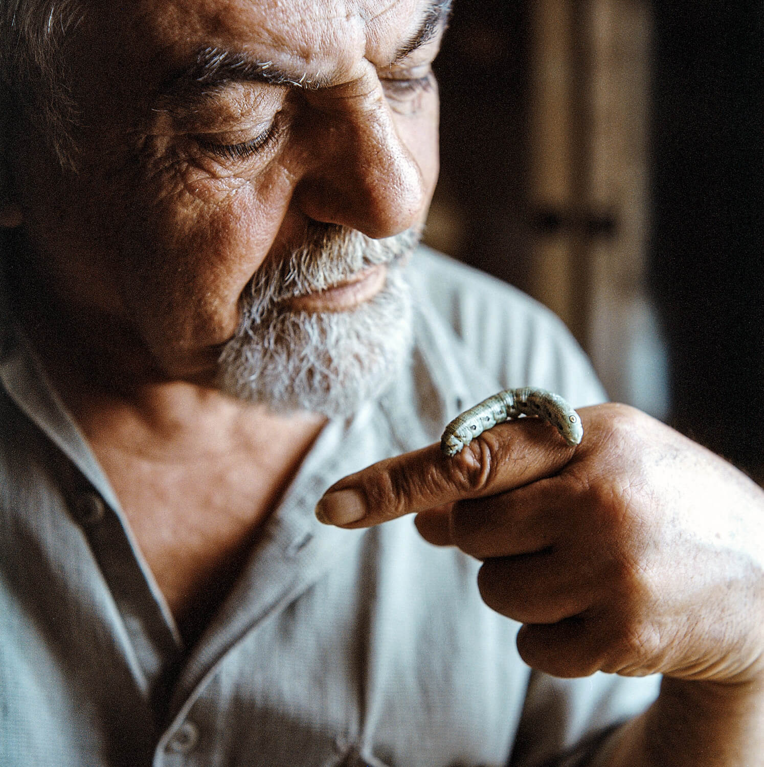 An elderly man closely examines a caterpillar on his finger, symbolizing curiosity and a connection to the natural world.