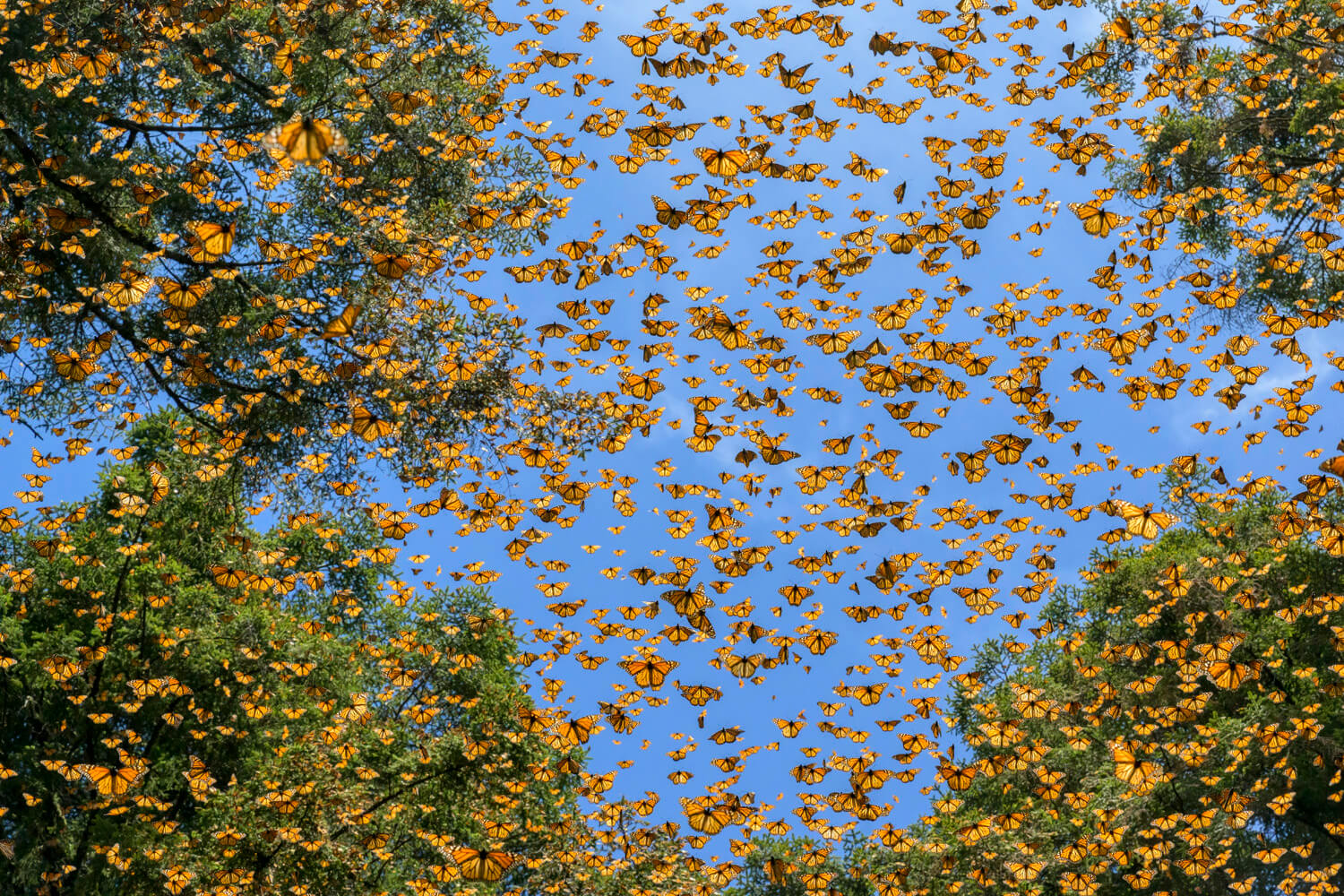 A swarm of butterflies fills the sky amidst treetops, creating a breathtaking spectacle of nature's migration.