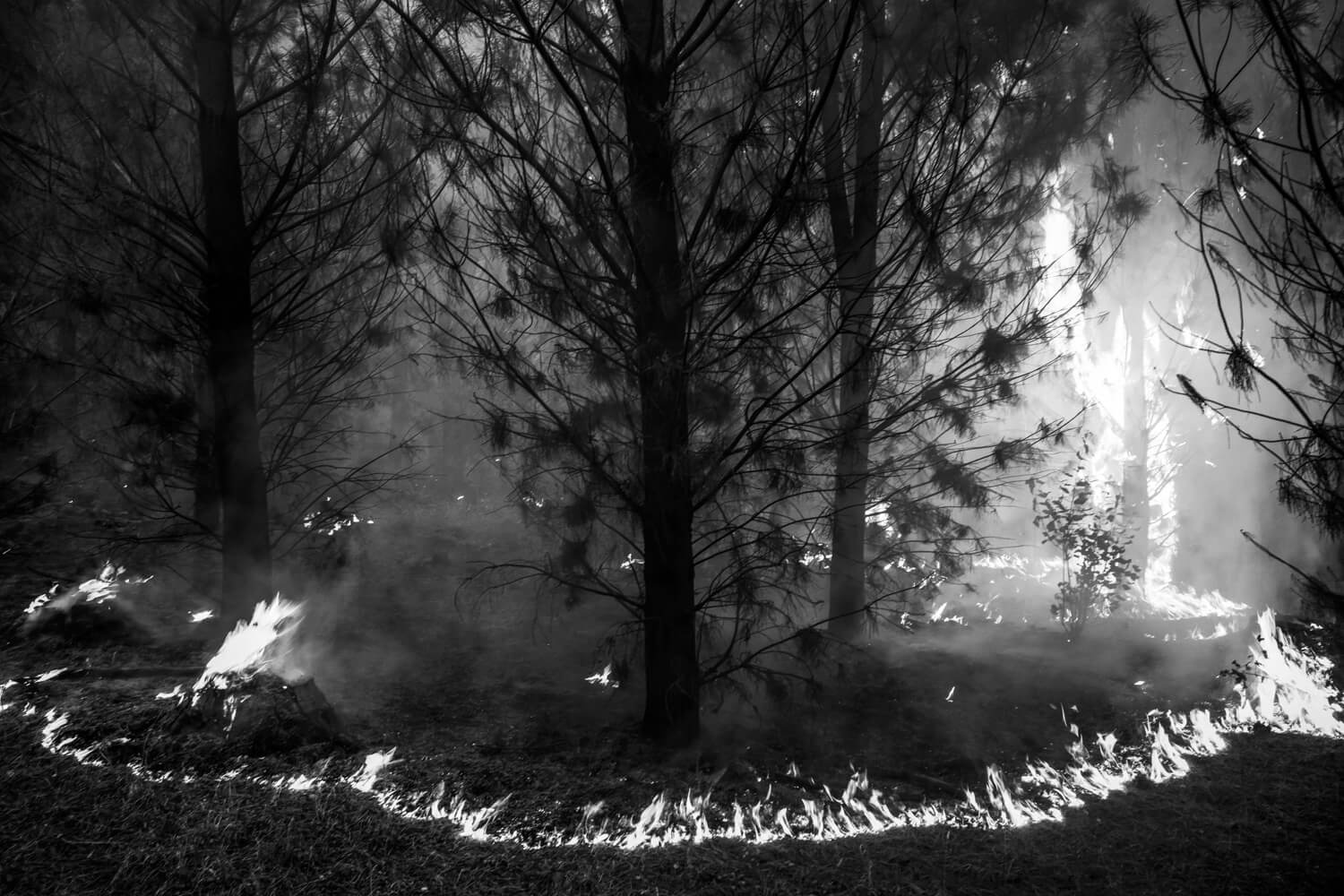 A forest underbrush fire spreads, surrounding a tree as it closes in. Highlighting the quiet devastation of wildfires.